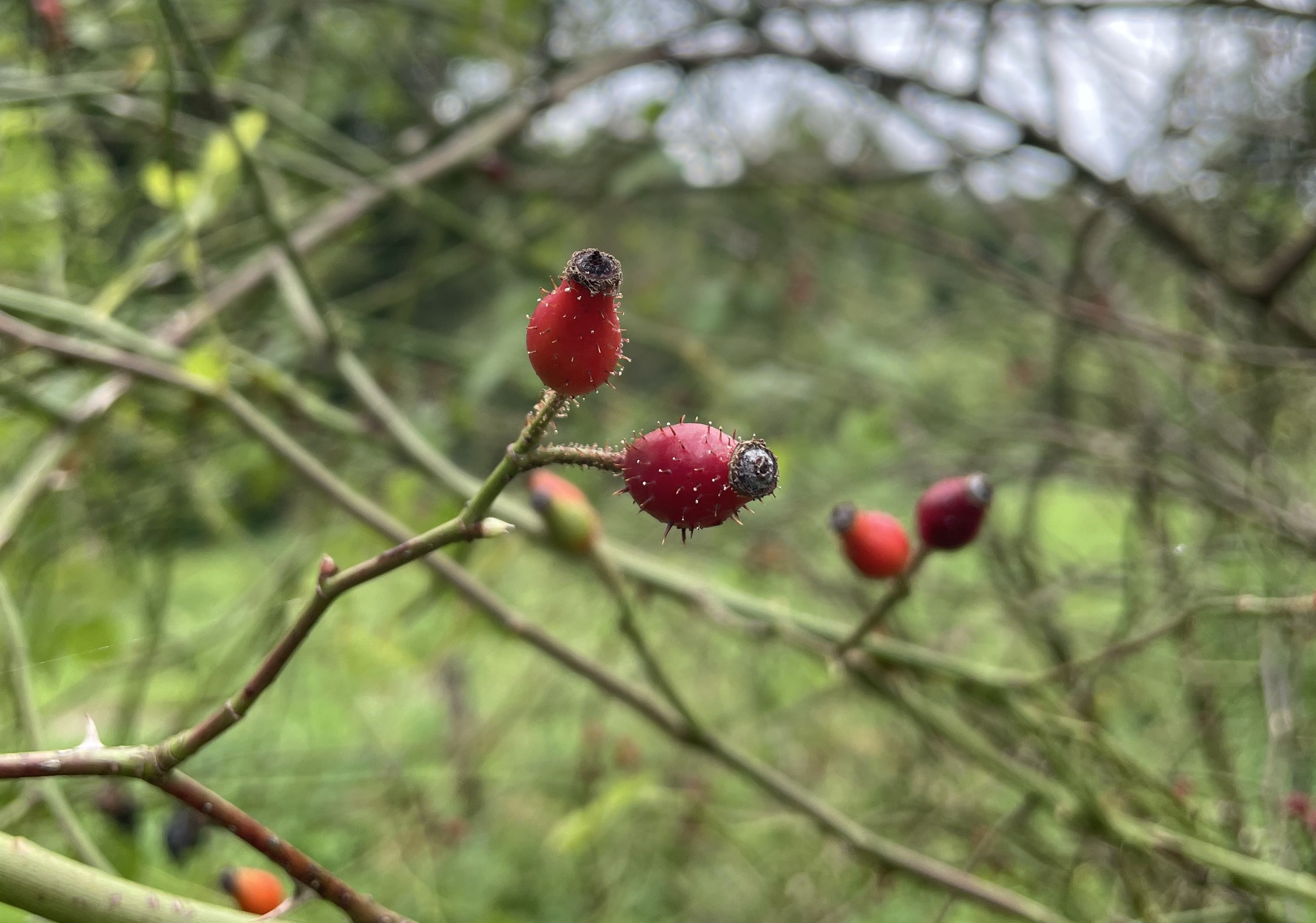 Rosa micrantha